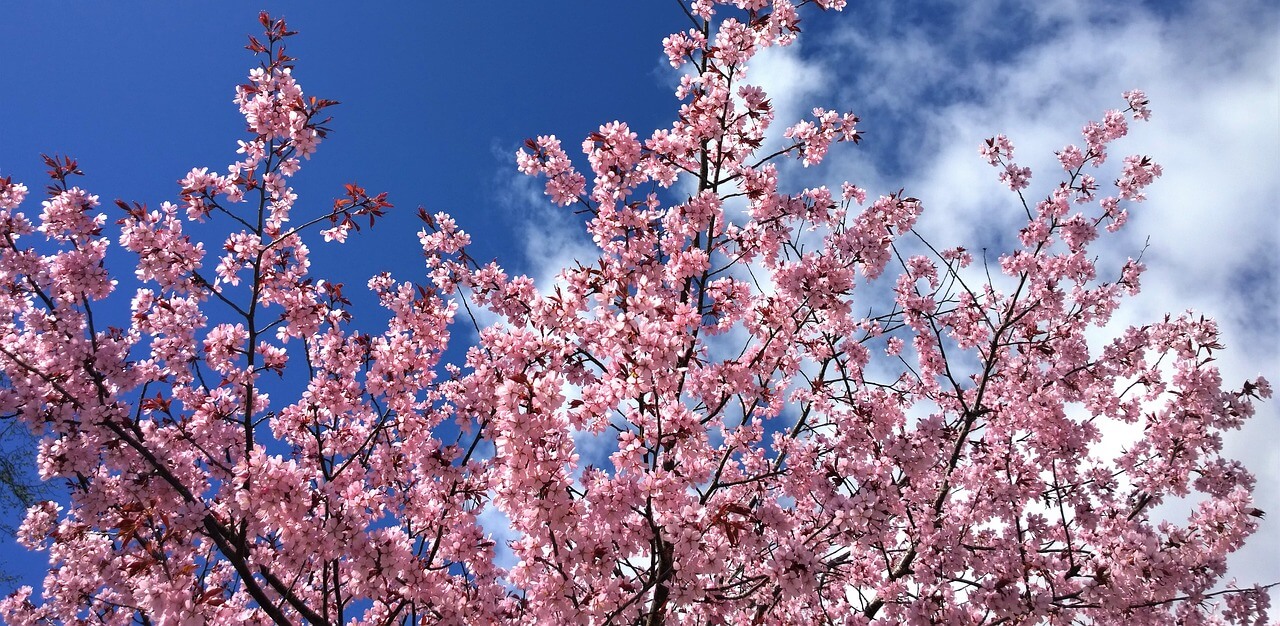 Kirschblütenfest Vancouver